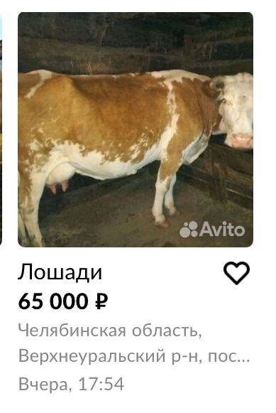 Немного интересных объявлений с Авито, предлагающих все, о чем только можно подумать