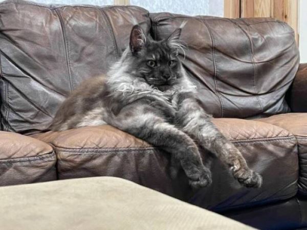 Картинки для весёлого настроения: &laquo;Британские учёные скрестили&hellip;&raquo; (27 фото)