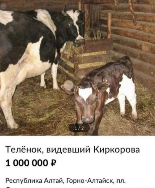 Немного интересных объявлений с Авито, предлагающих все, о чем только можно подумать