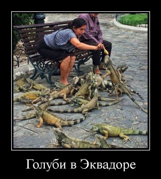 Демотиваторы &mdash; приколы: &laquo;Наревел&raquo; (14 фото)