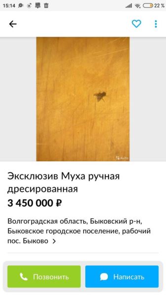 Немного интересных объявлений с Авито, предлагающих все, о чем только можно подумать