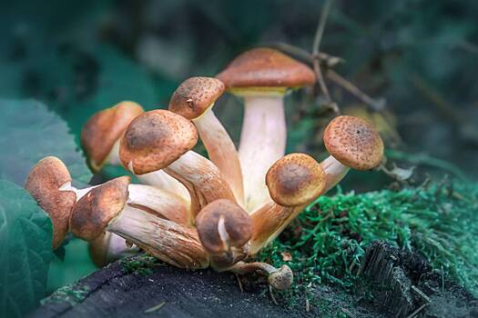 Пенсионер наелся ядовитых грибов по&nbsp;совету нейросети