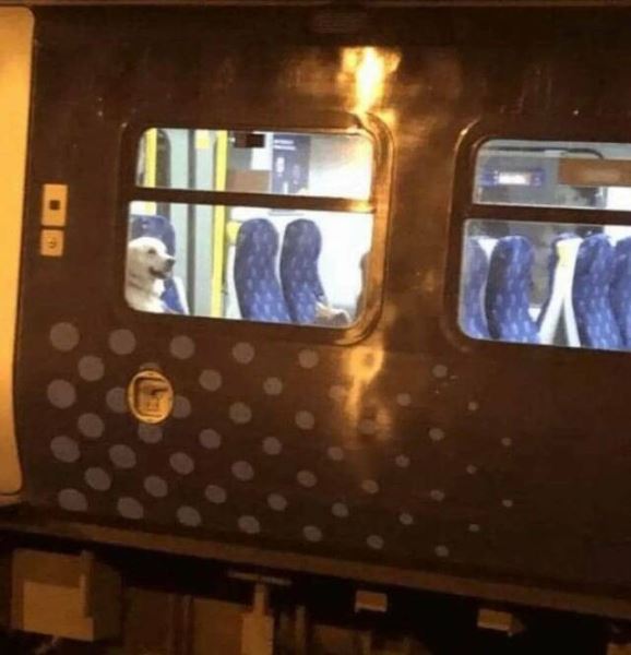 Картинки для весёлого настроения: &laquo;Британские учёные скрестили&hellip;&raquo; (27 фото)