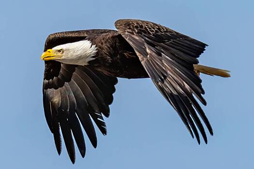 Кот упал с&nbsp;неба на&nbsp;ехавшую по&nbsp;шоссе машину и&nbsp;пробил лобовое стекло насквозь