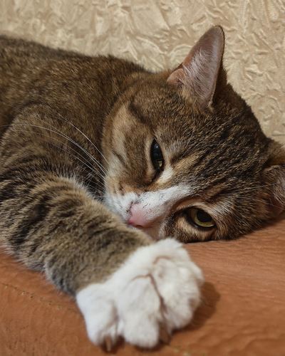 Новый этап в развитии: Обзор смартфона HONOR Magic V5