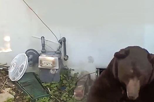 В&nbsp;США медведь нашел убежище в&nbsp;подвале жилого дома