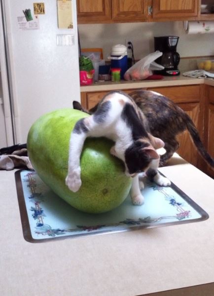 Прикольные картинки: «Не жди, пока будет 16:30…» (29 фото)