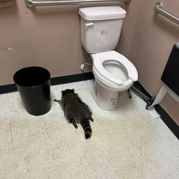 Енот проник в&nbsp;алкомаркет и&nbsp;уснул пьяным в&nbsp;туалете